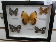 Cased butterflys