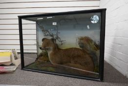 Taxidermy, a Lying fox in a glass case 85.5cm