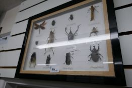 A case of insects