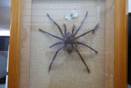 Two mounted specimens in frames, one being a spider, the other a scorpion