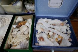 A large quantity of shells from around the world including two shell encrusted boxes and books