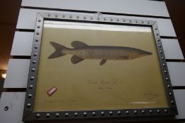 Four T and G prints on the theme of fish in arts and crafts style frames