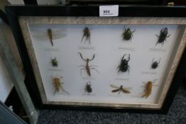 A case of insects