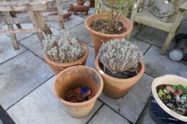 Four terracotta garden pots, three with established shrubs