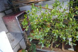 Large square planter with established shrub