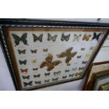 Large case of butterflies