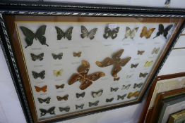 Large case of butterflies