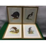 A set of four David Andrews bird prints - a peregrine falcon, an osprey, a ptarmigan, and a black