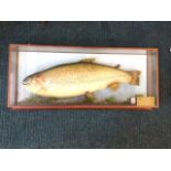 A contemporary taxidermied rainbow trout, the stuffed 14b fish in gazed case on naturalistic ground.