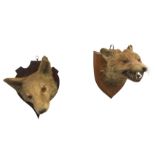 Two fox masks, the taxidermy heads on wood shield mounts having glass eyes - both killed at
