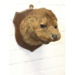 A taxidermy otter, the head with glass eyes mounted on an oak shield. (9.5in)