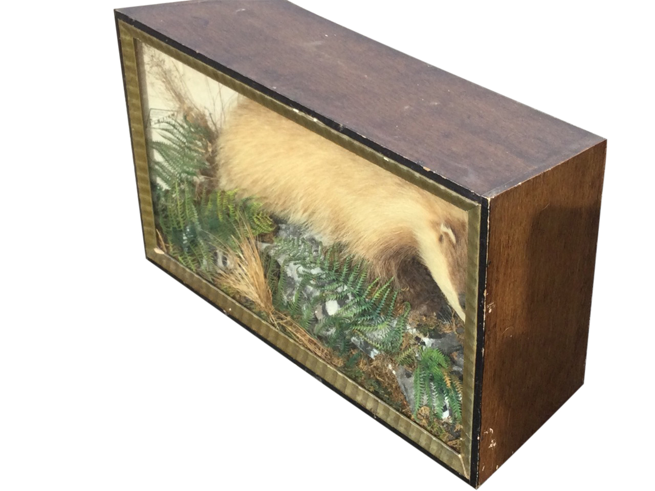 A Victorian taxidermied badger, the beast in naturalistic setting with rocks, ferns & foliage,