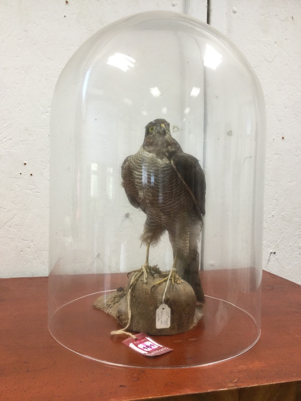 A taxidermy sparrowhawk, the bird mounted on naturalistic log, a 1998 commission, under large - Image 3 of 3