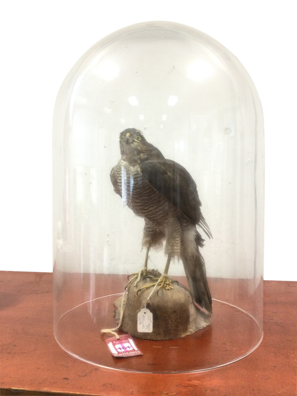 A taxidermy sparrowhawk, the bird mounted on naturalistic log, a 1998 commission, under large