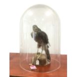 A taxidermy sparrowhawk, the bird mounted on naturalistic log, a 1998 commission, under large