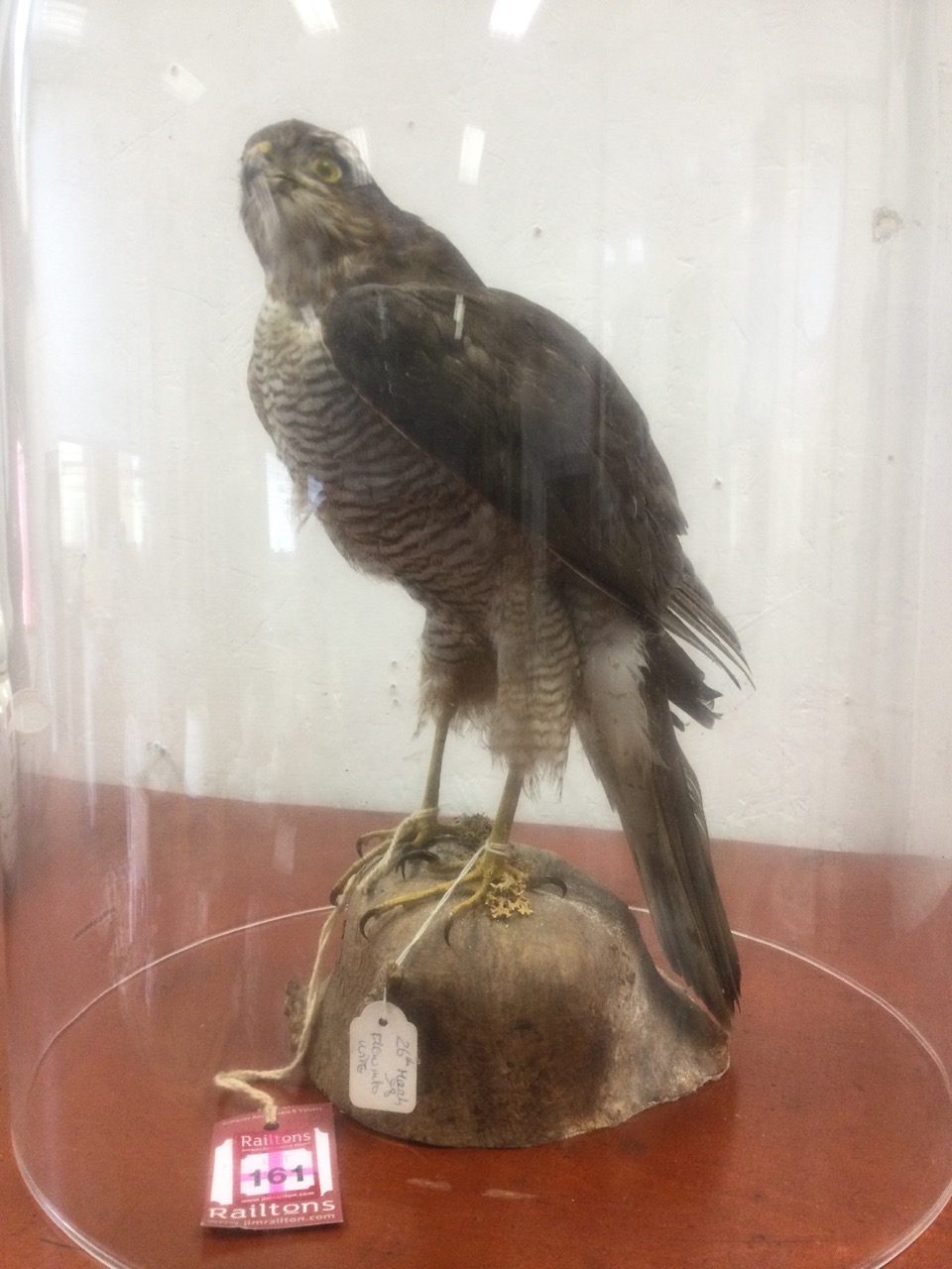 A taxidermy sparrowhawk, the bird mounted on naturalistic log, a 1998 commission, under large - Image 2 of 3