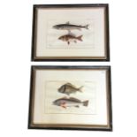 A pair of French framed coloured fish prints - the poisson plates from a book. (12.5in x 8in) (2)