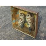 A Victorian taxidermy case enclosing a pair of owls standing on logs, the birds presented in an