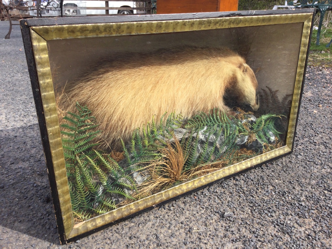 A Victorian taxidermied badger, the beast in naturalistic setting with rocks, ferns & foliage, - Image 3 of 3