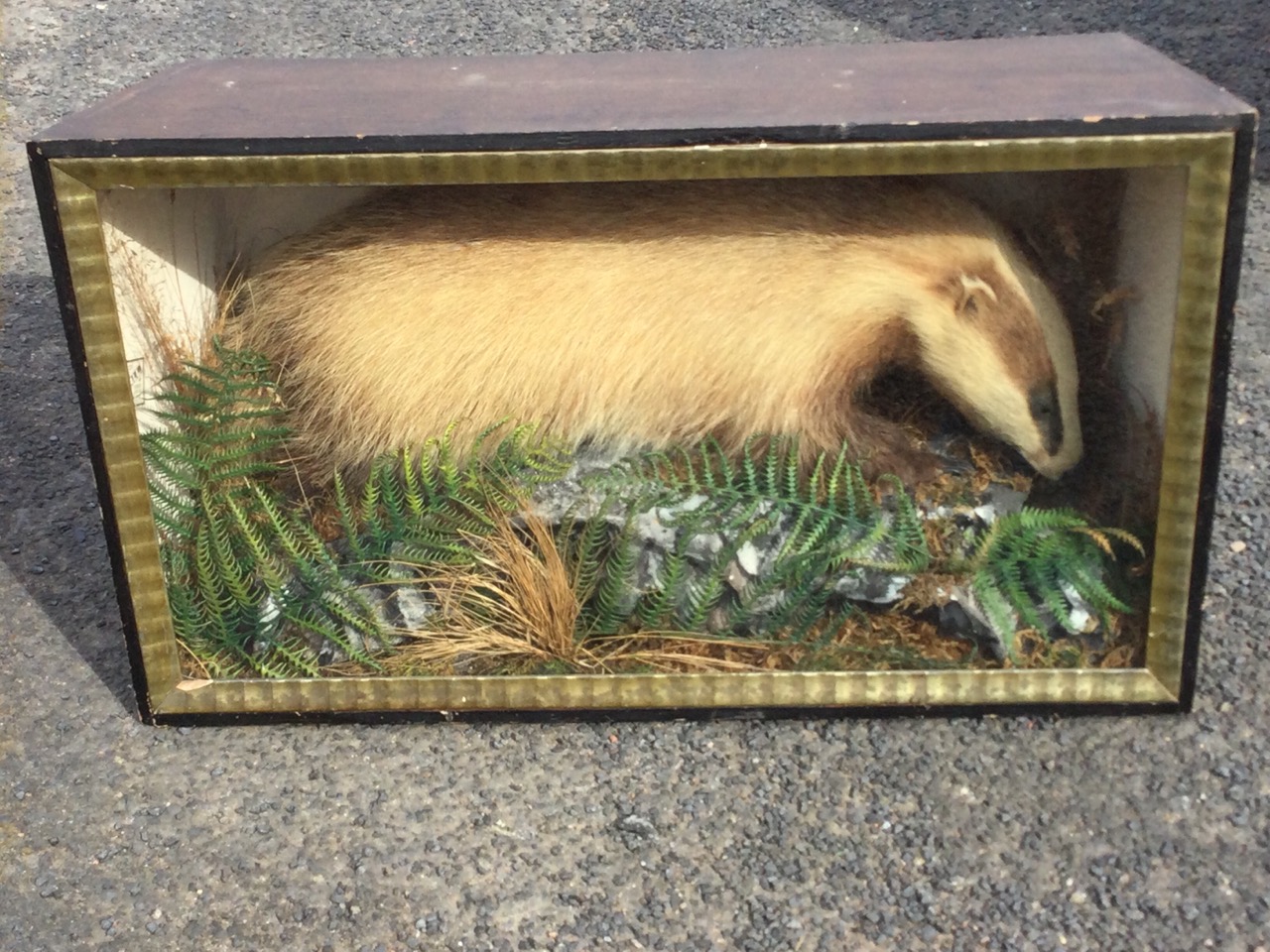 A Victorian taxidermied badger, the beast in naturalistic setting with rocks, ferns & foliage, - Image 2 of 3