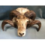 A rams head with glass eyes and scrolled horns, the taxidermy beast on wood panel with wire