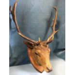 A mounted royal stags head, the beast on oak shield with glass eyes, having twelve points. (21in x