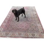 A fine eastern carpet woven with busy hexagonal panel of floral motifs on pink field, the