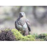A box canvas photoprint of a peregrine falcon in heather. (40in x 30in)
