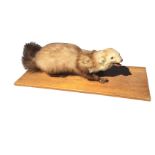 A taxidermy pine martin, the animal with glass eyes and curled tail, mounted on a rectangular pine