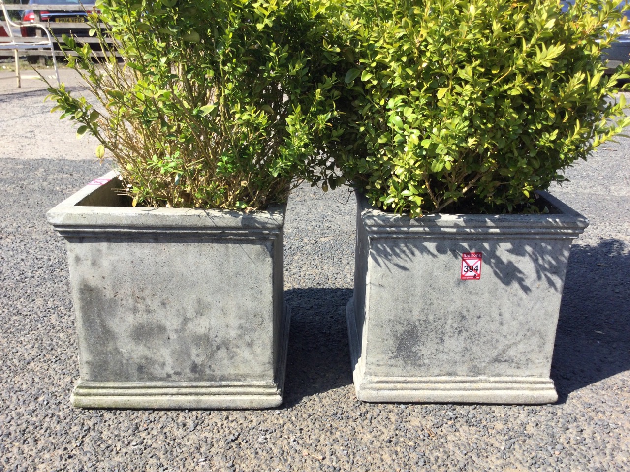 A pair of square planters with moulded rims & plinths, planted with dwarf boxwood hedge plants. ( - Image 2 of 3