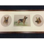 Elizabeth Halstead, watercolours, three studies of an alsation named Storm, signed, mounted and