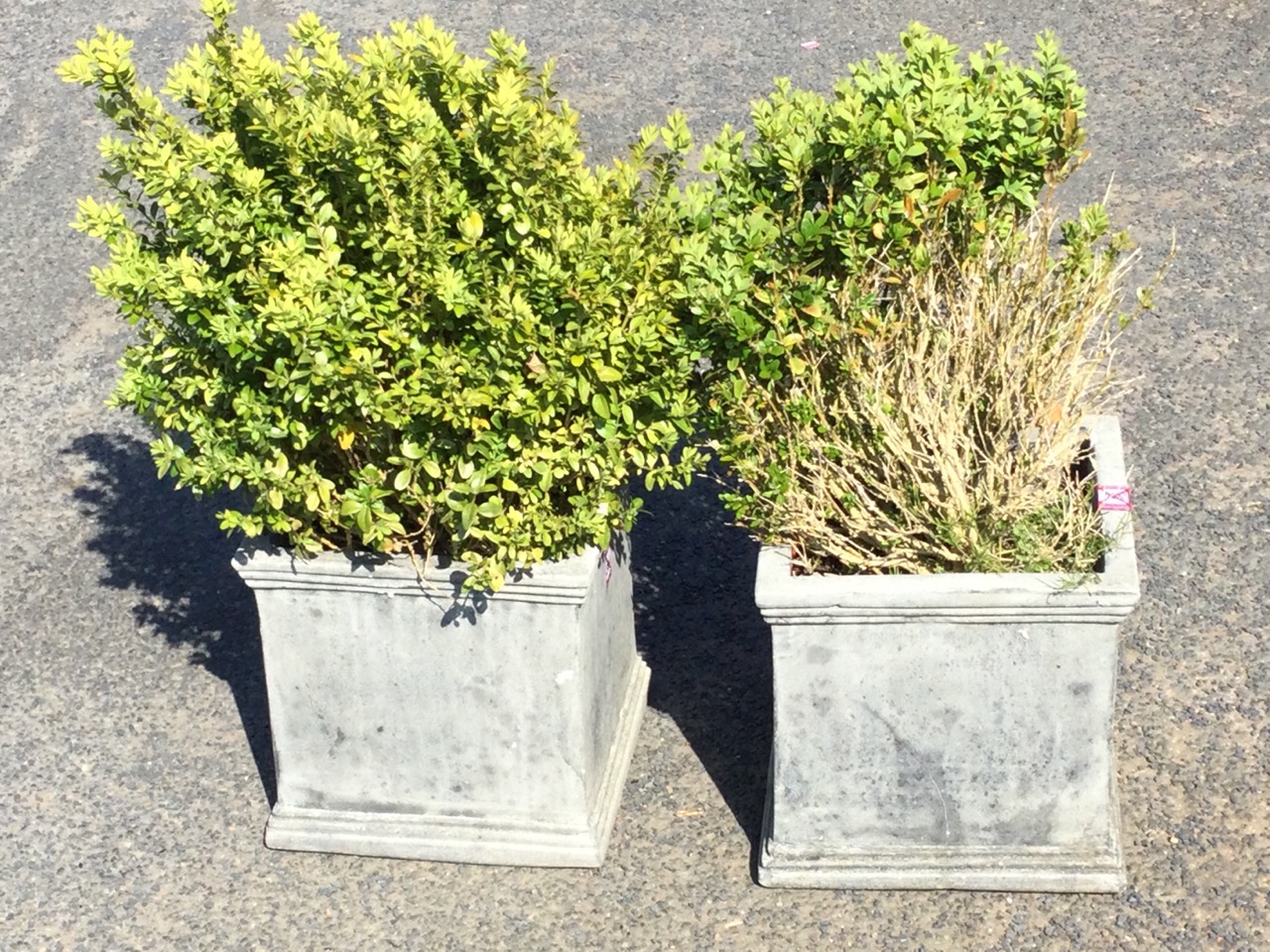 A pair of square planters with moulded rims & plinths, planted with dwarf boxwood hedge plants. (