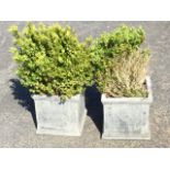 A pair of square planters with moulded rims & plinths, planted with dwarf boxwood hedge plants. (