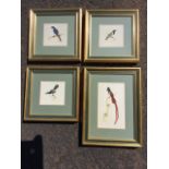 Oil on silk, studies of SA birds, signed with monogram AF, Boubou Strike, Christian Robin, Black-