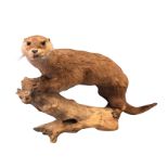 A taxidermied otter, the animal with glass eyes and extended tail, mounted on a log. (35in)