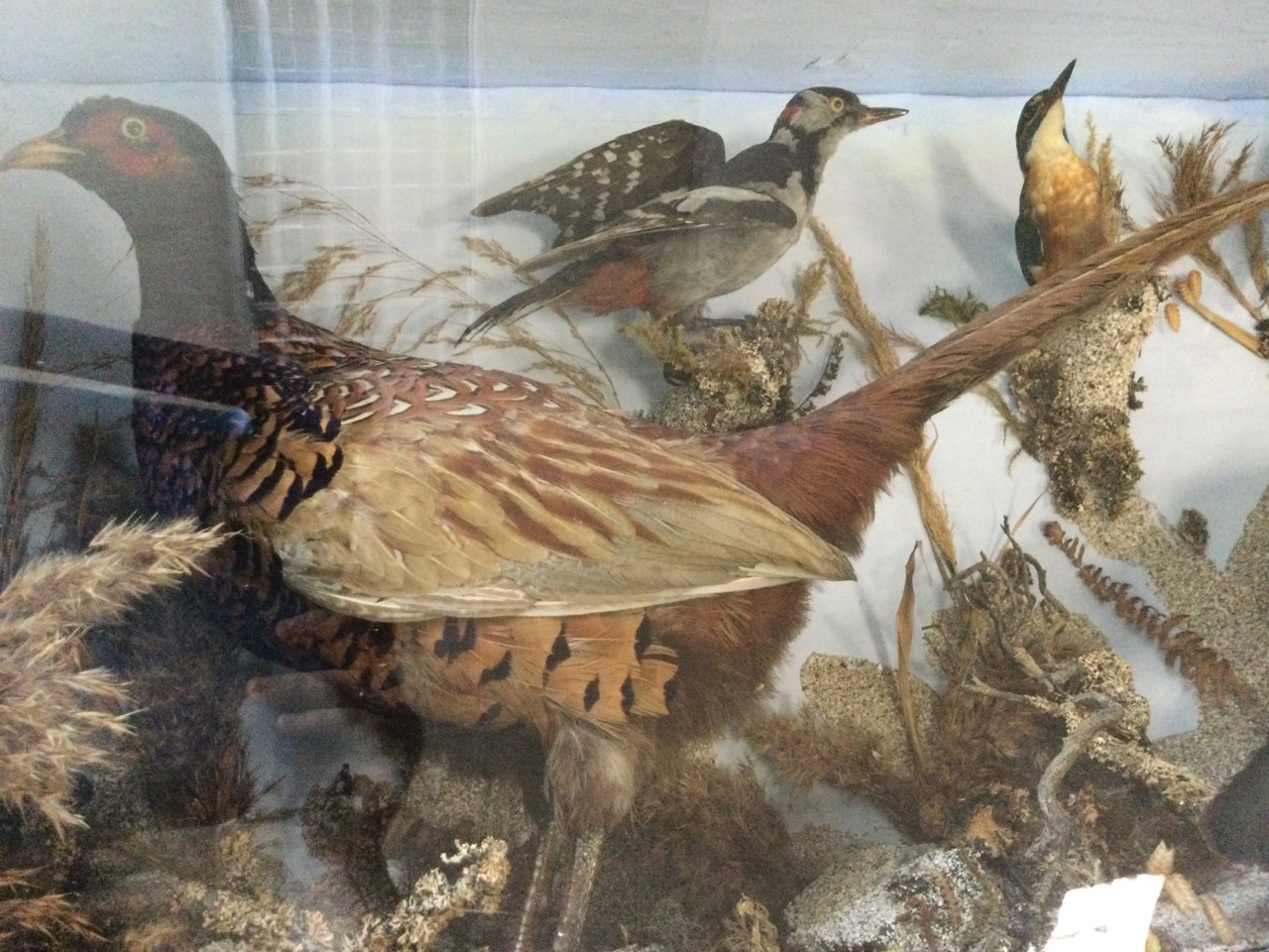 A Victorian taixidermied case of British birds mounted on naturalistic ground - pheasant, jay, - Image 2 of 3