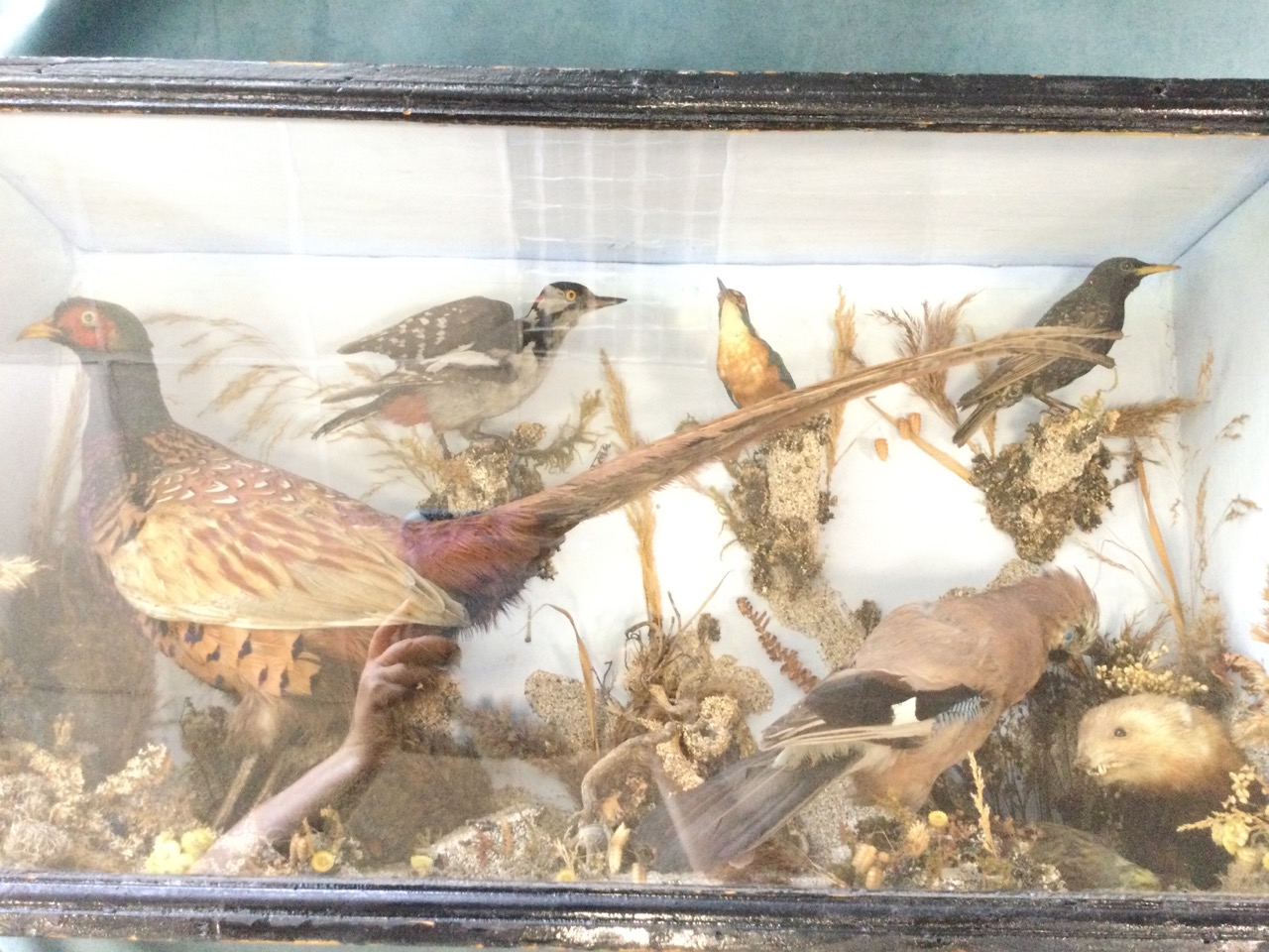 A Victorian taixidermied case of British birds mounted on naturalistic ground - pheasant, jay,