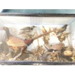 A Victorian taixidermied case of British birds mounted on naturalistic ground - pheasant, jay,