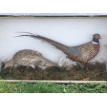 A Victorian cased pair of taxidermied pheasants mounted on naturalistic ground the ebonised