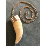 A lions tooth pendant mounted in silver collar, with fine silver chain - 925 marks. (2.5in)