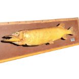 A taxidermied pike mounted on a rectangular board. (38in fish, 50in board)