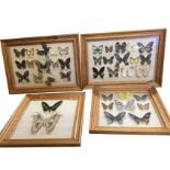 A four pine framed sets of eastern butterflies. (4)