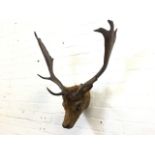 A stags head mounted with glass eyes, the horns with ten points. (21.5in x 25in)