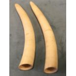 A pair of curved tapering walrus tusks. (15in) (2)