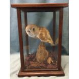 An Edwardian taxidermied barn owl mounted on log in square mahogany glazed case. (12.75in x 13in x
