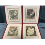 A set of four nineteenth century prints of famous cocks & hens, the Italian plates of champion