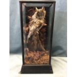 A taxidermied long-eared owl in ebonised glazed case having hinged door & drawer to back, raised