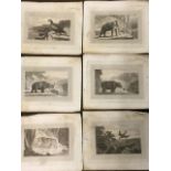 A set of six William Daniell animal prints, published in 1807 - passenger pigeon, tyger, elephant,