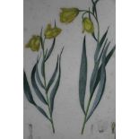 Two good 19th century botanical watercolours