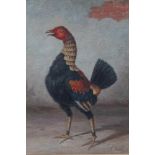 J. Box, 20th century, oil on canvas laid on board - A Fighting Cock, signed, in gilt frame, 38cm x 2